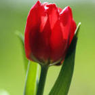 Tulp .