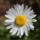 Daisy Schrandt